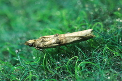 Trachonitis cristella