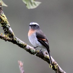 Ochthoeca rufipectoralis