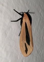 Creatonotos gangis-interrupta agg