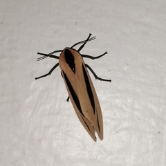 Creatonotos gangis-interrupta agg