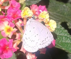 Celastrina echo gozora