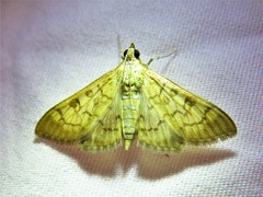 Mimorista trimaculalis