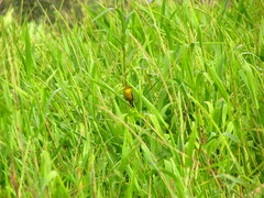 Chrysomus icterocephalus