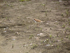 Charadrius collaris