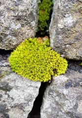 Bryoerythrophyllum recurvirostrum