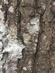 Buellia griseovirens