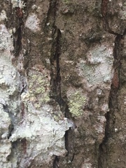 Buellia griseovirens
