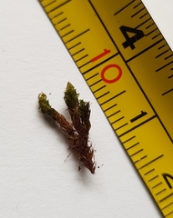 Bryoerythrophyllum recurvirostrum