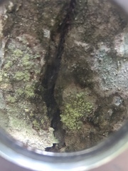 Buellia griseovirens