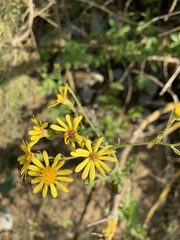 Jacobaea grandidentata