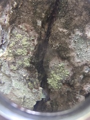 Buellia griseovirens