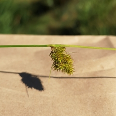Carex unilateralis