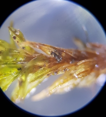 Bryoerythrophyllum recurvirostrum