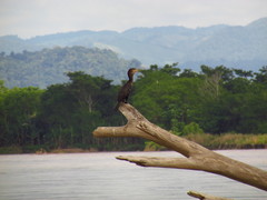 Nannopterum brasilianum