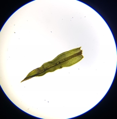 Bryoerythrophyllum recurvirostrum