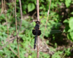 Erythemis attala