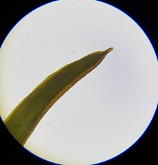Bryoerythrophyllum recurvirostrum