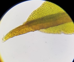 Bryoerythrophyllum recurvirostrum