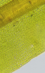 Bryoerythrophyllum recurvirostrum