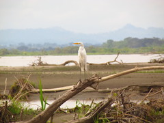 Ardea alba