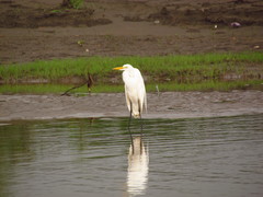 Ardea alba