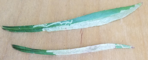 Phytomyza campanulae