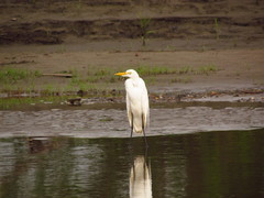 Ardea alba