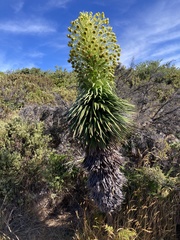 Argyroxiphium grayanum