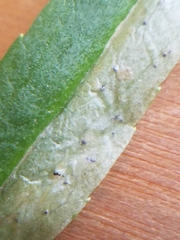 Phytomyza campanulae