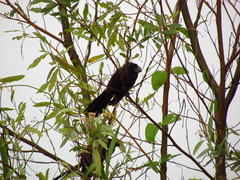 Crotophaga ani
