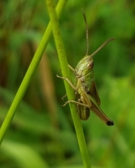 Pseudochorthippus parallelus