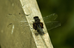 Erythemis attala