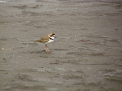 Charadrius collaris