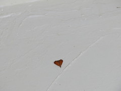 Hemiscopis sanguinea