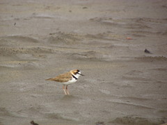 Charadrius collaris