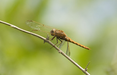 Orthemis nodiplaga