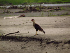 Caracara plancus