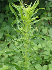 Erigeron floribundus
