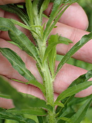 Erigeron floribundus