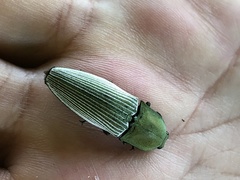 Chalcolepidius porcatus