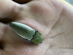 Chalcolepidius porcatus