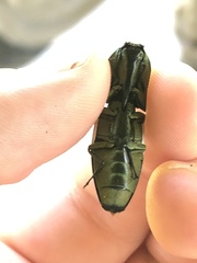 Chalcolepidius porcatus