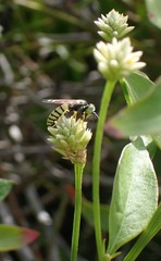 Microbembex monodonta