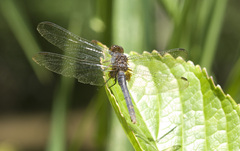Erythemis attala