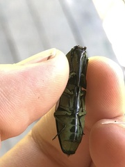 Chalcolepidius porcatus