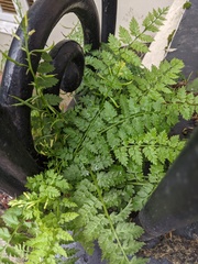 Corydalis cheilanthifolia