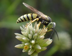 Microbembex monodonta