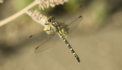 Neogomphus edenticulatus