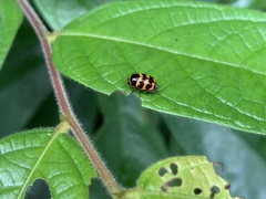Cryptocephalus trifasciatus
