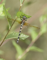 Gomphomacromia paradoxa
